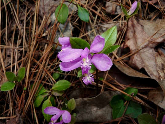 {Polygaloides paucifolia}